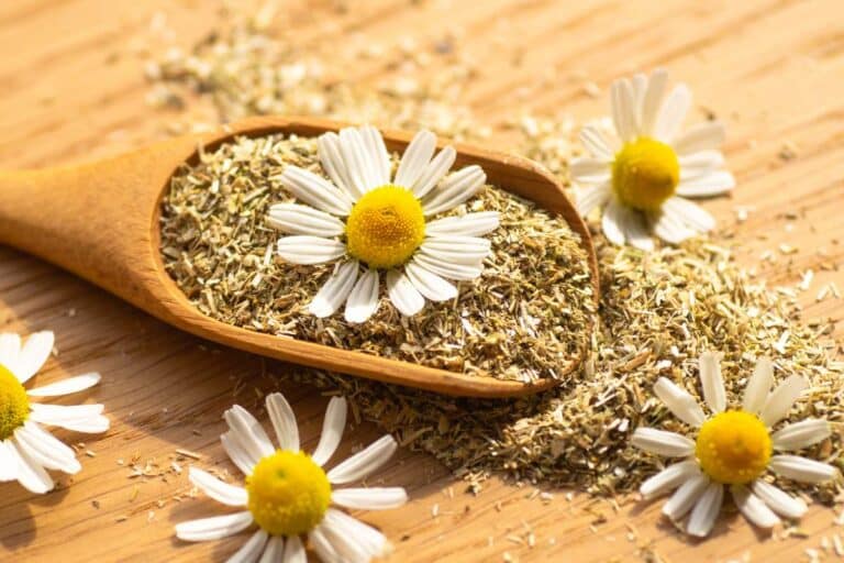 Plante de camomille pour arrêter de fumer naturellement