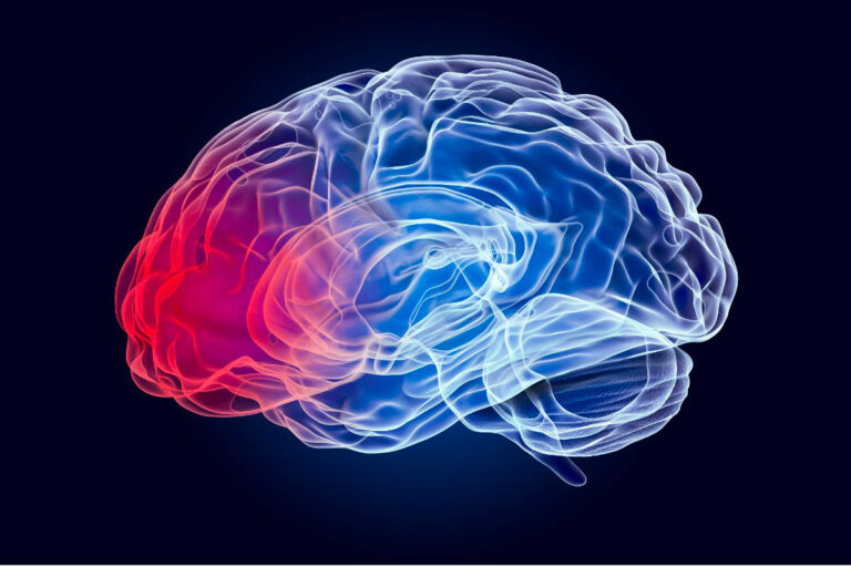 Effet de la nicotine sur le cerveau.