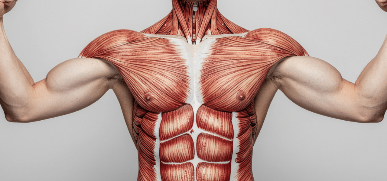 Image d'illustration d'un torse d'homme dont on voit le tissus musculaire pour symboliser les effets du tabac sur les muscles